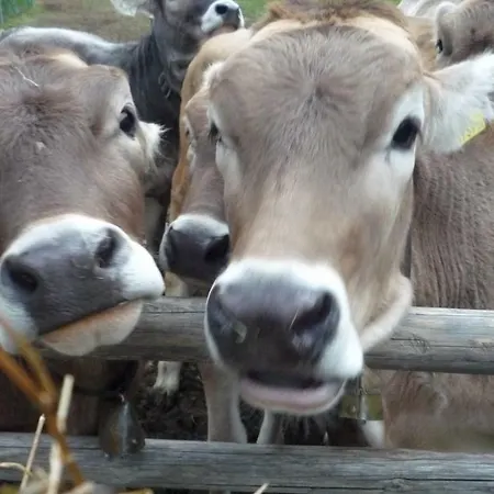 Studio Ian With Large Balcony With View Of Fields, Cows With Parking, Wi-fi * Kaprun
